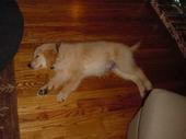 dog/early/DSC01341.JPG
