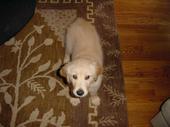dog/early/DSC01351.JPG