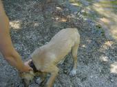 dog/early/DSC01477.JPG