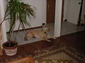 dog/early/DSC01625.JPG