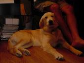 dog/early/DSC01671.JPG