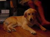 dog/early/DSC01672.JPG