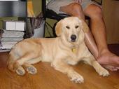 dog/early/DSC01673.JPG