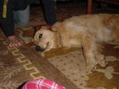 dog/early/DSC02030.JPG