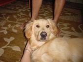 dog/early/DSC02822.JPG