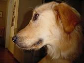 dog/early/DSC02825.JPG
