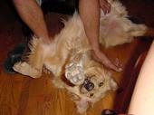 dog/early/DSC02882.JPG