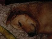 dog/early/DSC03022.JPG