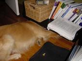 dog/early/DSC03048.JPG