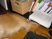 dog/early/DSC03049.JPG