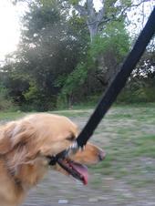 Tulia and Scout Riding to the park