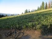 mtb/2006-08-11_bear_riding//IMG_1066_800.jpg