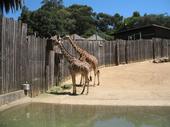 trips/2006-06-18_Oakland_zoo/IMG_0809_800.jpg