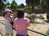 trips/2006-06-18_Oakland_zoo/IMG_0817_800.jpg