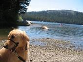 trips/2006-07-11_Lake_Alpine_camping/IMG_0956_800.jpg