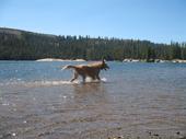 trips/2006-07-11_Lake_Alpine_camping/IMG_0970_800.jpg