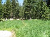 trips/2006-07-11_Lake_Alpine_camping/IMG_0992_800.jpg
