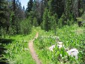 trips/2006-07-11_Lake_Alpine_camping/IMG_1027_800.jpg