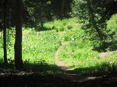 trips/2006-07-11_Lake_Alpine_camping/IMG_1031_800.jpg