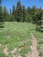 trips/2006-07-11_Lake_Alpine_camping/IMG_1034_800.jpg