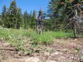 trips/2006-07-11_Lake_Alpine_camping/IMG_1036_800.jpg