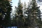 trips/2007-03-09_Tahoe/IMG_0406_800.jpg