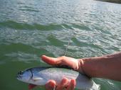 Fishing at Stevens Creek