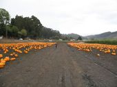trips/2007-10-15_hmb_pumpkins/IMG_5539_800.jpg