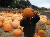 trips/2007-10-15_hmb_pumpkins/IMG_5542_800.jpg