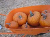 tulia/2006-09-30_pumpkin_patch/IMG_1231_800.jpg