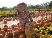 tulia/2006-10-08_pumpkin_patch/IMG_1389_800.jpg