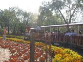 tulia/2006-10-08_pumpkin_patch/IMG_1390_800.jpg