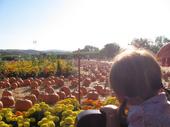 tulia/2006-10-08_pumpkin_patch/IMG_1401_800.jpg