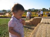 tulia/2006-10-08_pumpkin_patch/IMG_1410_800.jpg