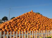 tulia/2006-10-08_pumpkin_patch/IMG_1426_800.jpg
