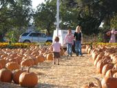 tulia/2006-10-08_pumpkin_patch/IMG_1435_800.jpg
