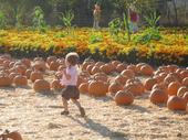 tulia/2006-10-08_pumpkin_patch/IMG_1436_800.jpg