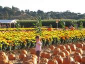tulia/2006-10-08_pumpkin_patch/IMG_1437_800.jpg