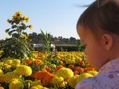 tulia/2006-10-08_pumpkin_patch/IMG_1441_800.jpg