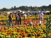 tulia/2006-10-08_pumpkin_patch/IMG_1444_800.jpg