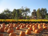 tulia/2006-10-08_pumpkin_patch/IMG_1457_800.jpg