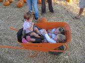 tulia/2006-10-08_pumpkin_patch/IMG_1468_800.jpg