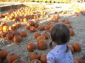 tulia/2006-10-08_pumpkin_patch/IMG_1478_800.jpg